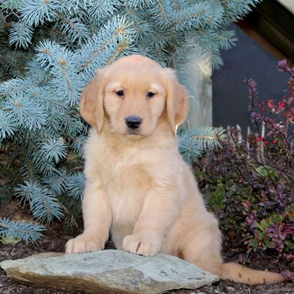 Jenessa, Golden Retriever Puppy